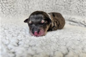 Pongo - puppy for sale