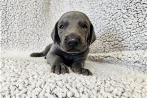 Rudy - Weimaraner for sale