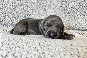 Rudy - Weimaraner for sale