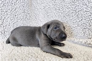Raya - Weimaraner for sale
