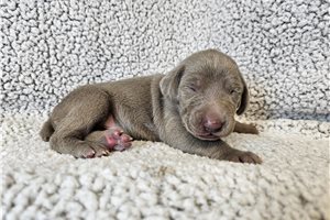 Rachelle - Weimaraner for sale