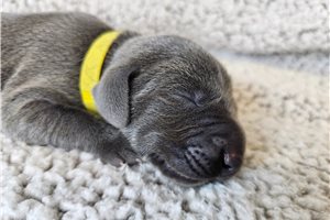 Raya - puppy for sale
