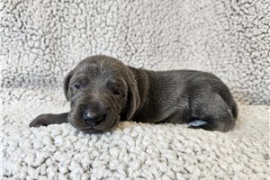 Raya - Weimaraner for sale