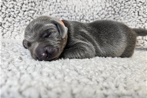 Rudy - Weimaraner for sale