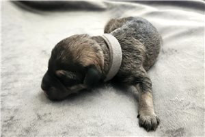 Arlo - Schnoodle for sale