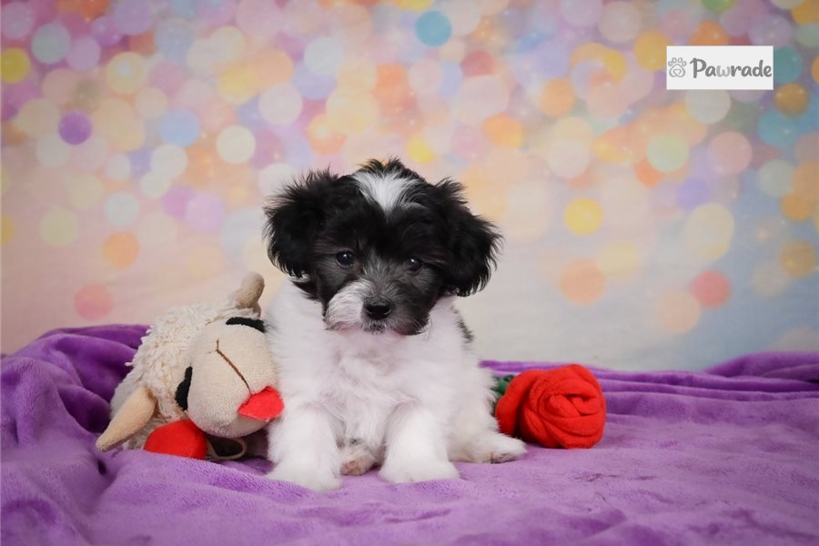 Yola - Maltipoo for sale