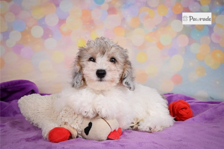 Kaleb - Maltipoo for sale