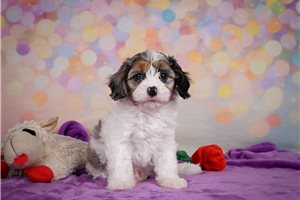 Zeta - puppy for sale