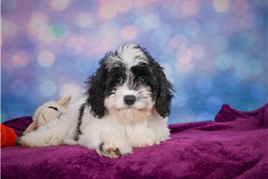 Gemma - Cavapoo for sale