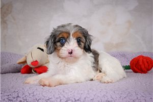 Glinda - puppy for sale