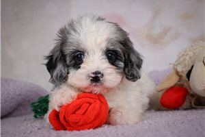 Gidget - puppy for sale