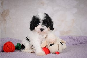 Gary - Cavapoo for sale