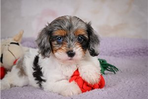 Gracie - puppy for sale