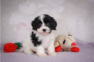 Gemma - puppy for sale