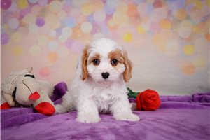 Zella - Cavapoo for sale