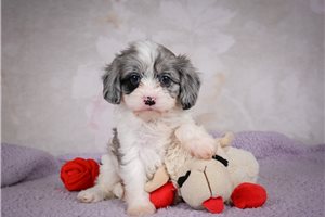 Giselle - puppy for sale