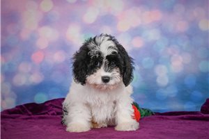 Gary - Cavapoo for sale
