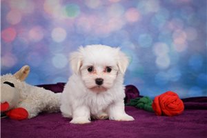 Jada - puppy for sale