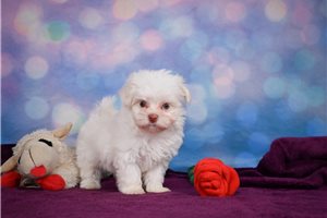 Jackie - Maltese for sale