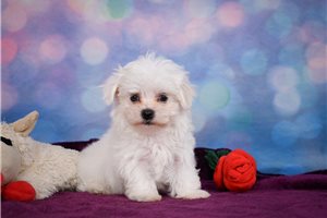 Jamie - puppy for sale