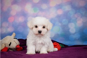 Jace - Maltese for sale