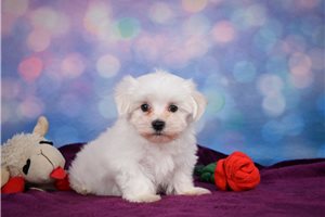 Jabari - puppy for sale