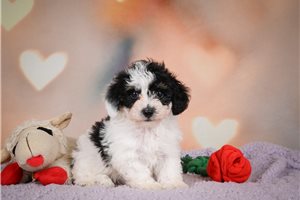 Kris - Malti Poo - Maltipoo, placed in Akron / Canton