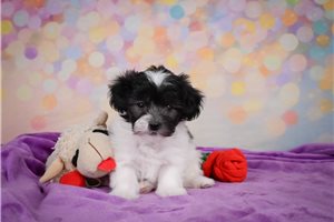 Yola - Maltipoo for sale