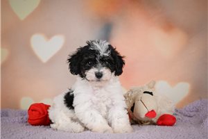 Kelvin - puppy for sale