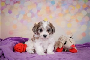 Yuliana - Maltipoo for sale