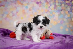 Yuba - puppy for sale
