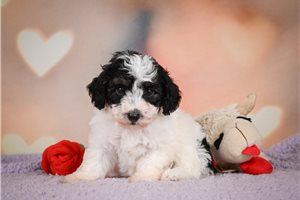 Kane - puppy for sale