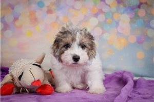 Konner - Maltipoo for sale