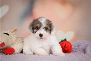 Konner - puppy for sale