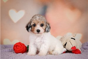 Kora - puppy for sale
