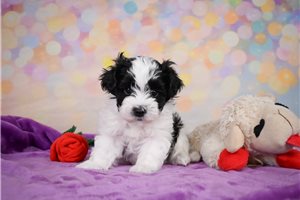 Yani - puppy for sale