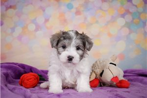 Yang - puppy for sale