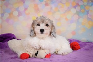 Kaleb - Maltipoo for sale