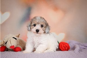 Kaleb - puppy for sale