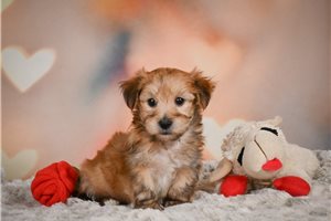 Waldo - Morkie / Yorktese for sale