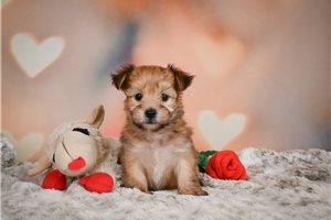 Widget - Morkie / Yorktese for sale