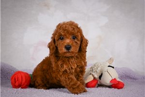 Hugh - Poodle, Miniature for sale