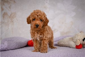 Hayden - puppy for sale