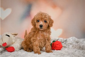 Ramona - puppy for sale