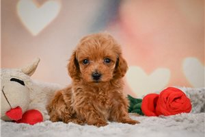 Ryan - Miniature Poodle for sale