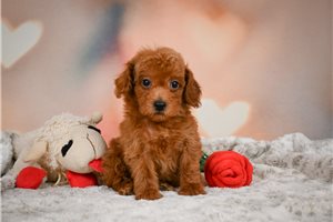 Radar - puppy for sale