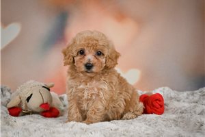 Rockwell - Miniature Poodle for sale