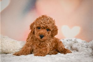 Leonardo - Miniature Poodle for sale