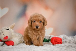 Ricardo - puppy for sale