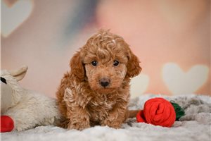 Lyle - Miniature Poodle for sale